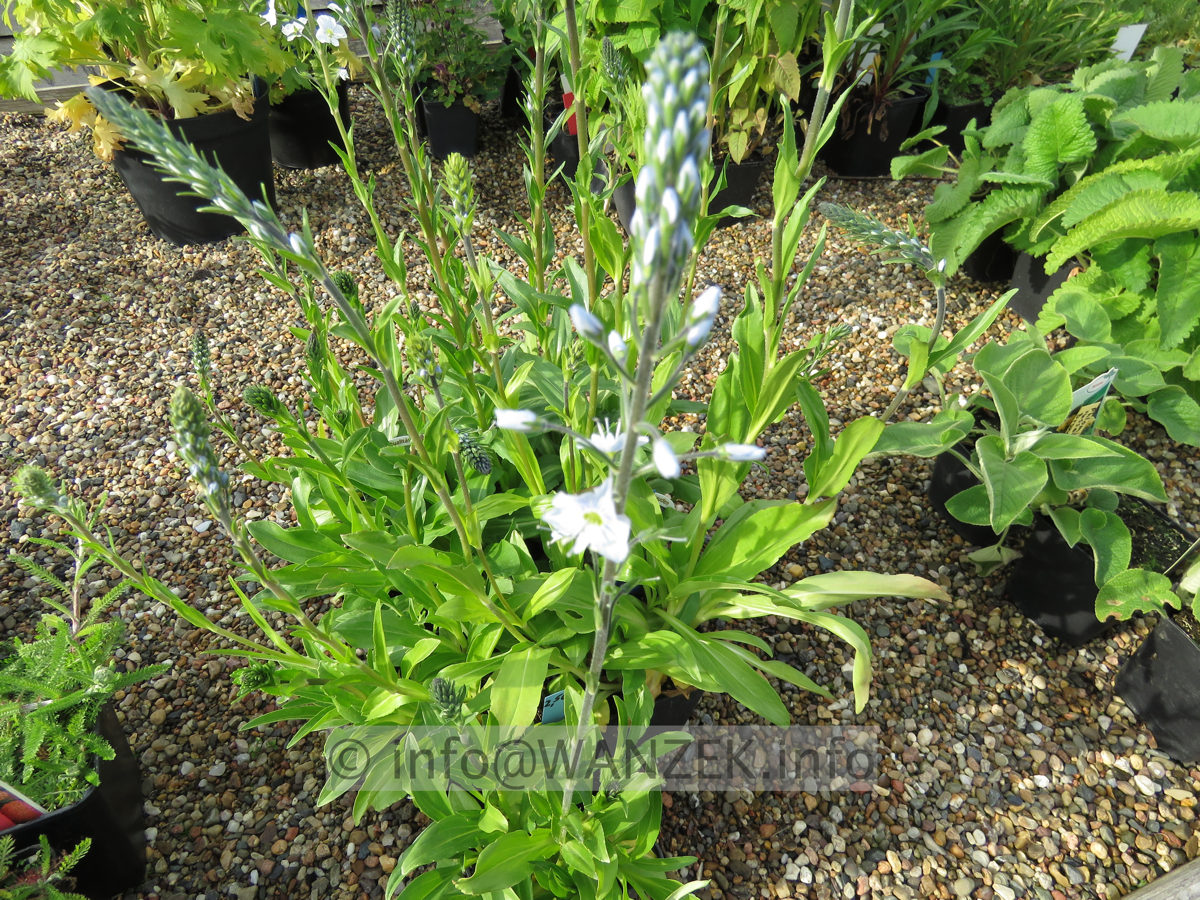 Veronica gentianoides Robusta 01.JPG